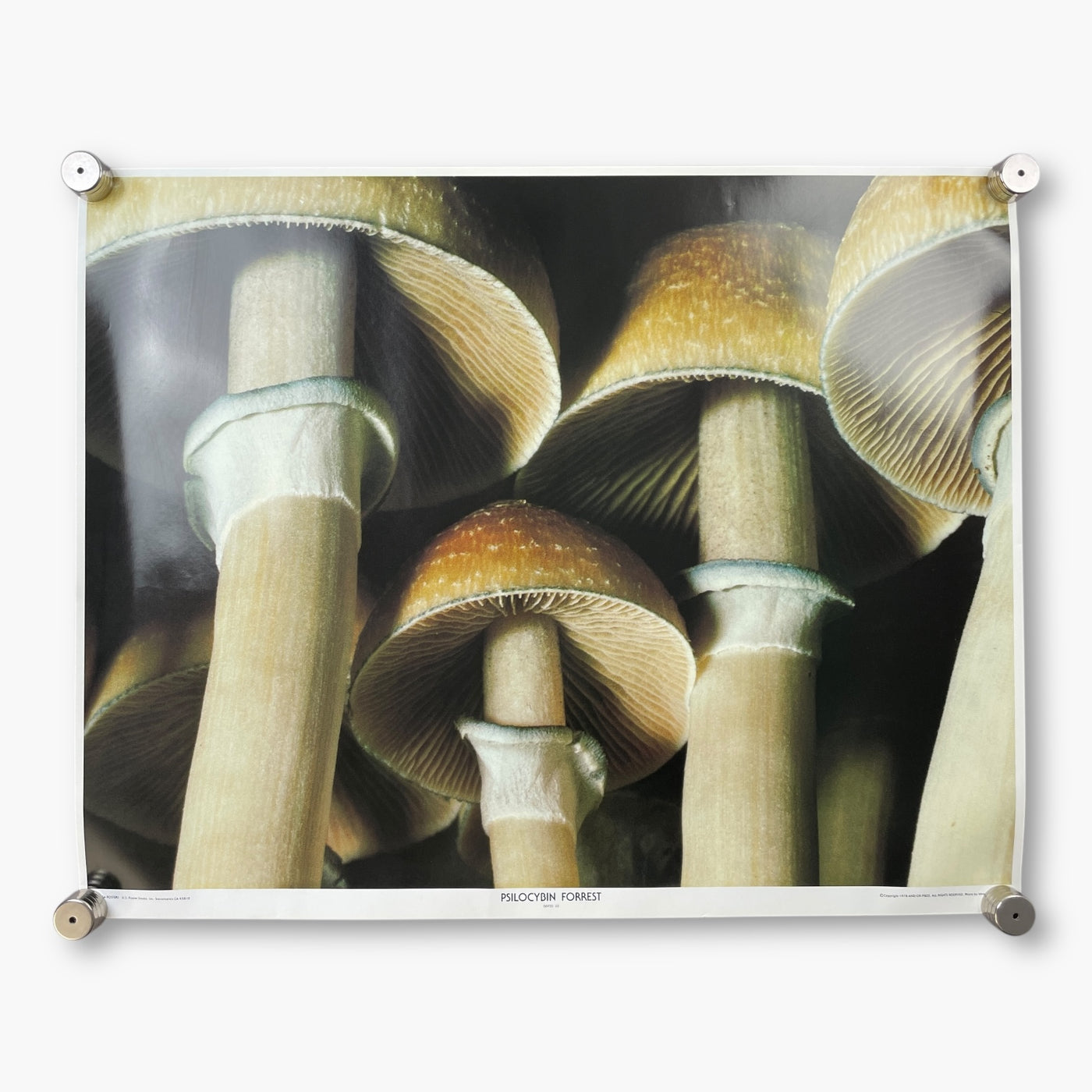 1978 PSILOCYBIN FOREST POSTER